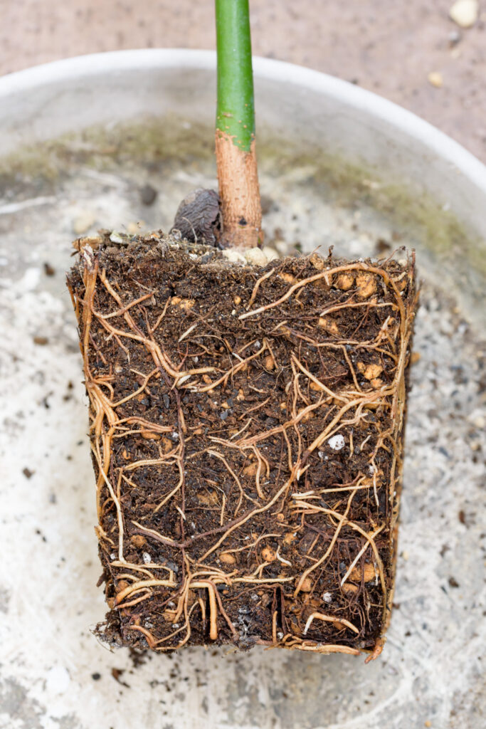スリット鉢で育てたアボカドの苗の根